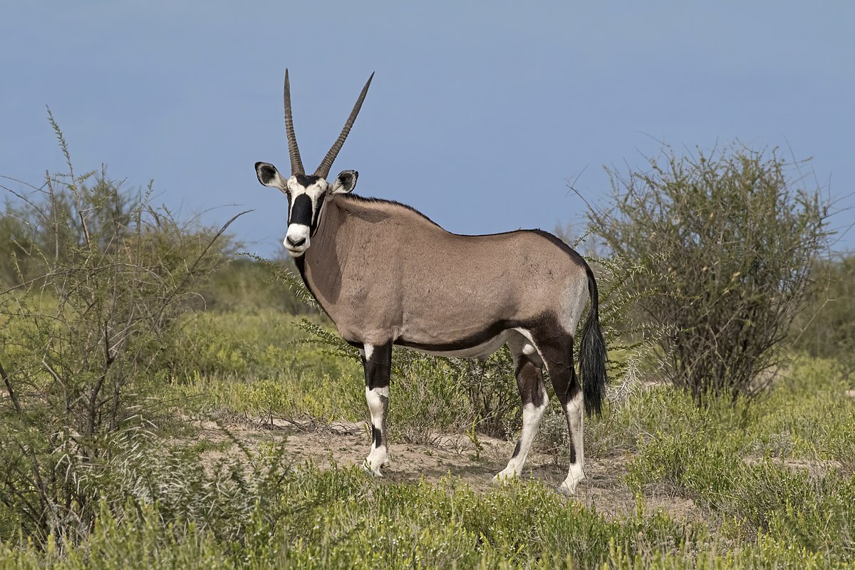 1200px-Gemsbok_(Oryx_gazella)_male